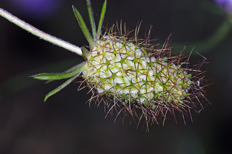 Sixalix atropurpurea